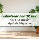 แบนเนอร์ข้อความภาษาไทยสีเขียวเข้ม "ต้นไม้ฟอกอากาศ 20 ชนิด ที่ NASA แนะนำ ปลูกในบ้านได้ ดูแลง่าย" อยู่ตรงกลางภาพ บนพื้นหลังห้องนั่งเล่นสว่างที่มีแสงแดดส่อง มีต้นไม้ในกระถางหลายชนิดวางอยู่ เช่น ลิ้นมังกร, มอนสเตอร่า, พลูด่าง และเดหลี