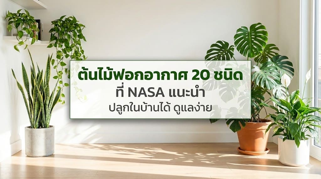 แบนเนอร์ข้อความภาษาไทยสีเขียวเข้ม "ต้นไม้ฟอกอากาศ 20 ชนิด ที่ NASA แนะนำ ปลูกในบ้านได้ ดูแลง่าย" อยู่ตรงกลางภาพ บนพื้นหลังห้องนั่งเล่นสว่างที่มีแสงแดดส่อง มีต้นไม้ในกระถางหลายชนิดวางอยู่ เช่น ลิ้นมังกร, มอนสเตอร่า, พลูด่าง และเดหลี