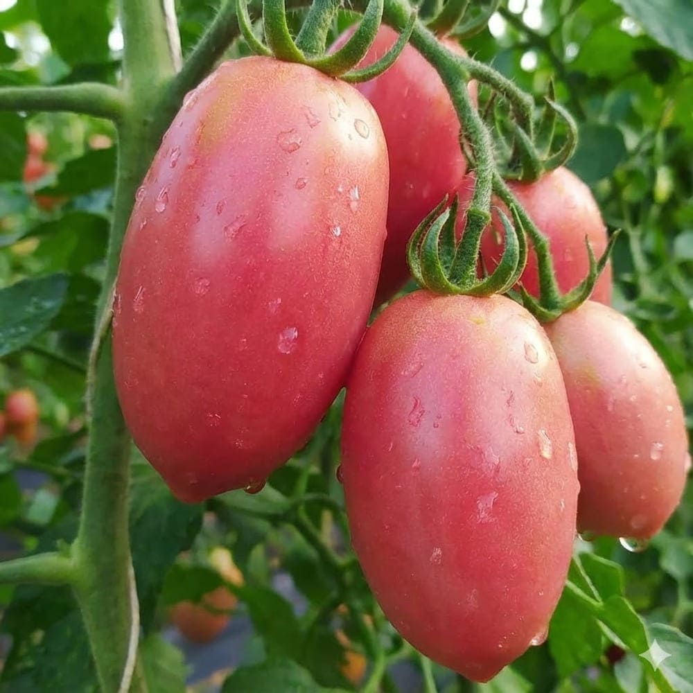 มะเขือเทศ