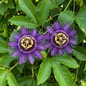 ต้นสร้อยฟ้า