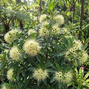 ต้นรักแรกพบ