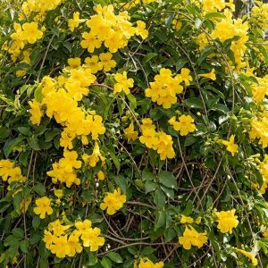 ต้นเหลืองชัชวาล