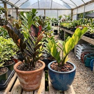 ต้นกวักมรกต