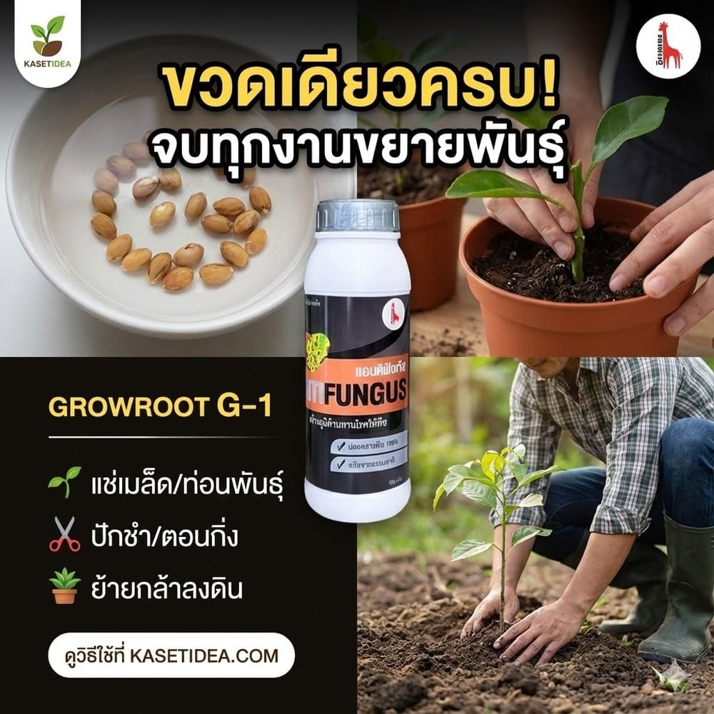 ยาตอนกิ่ง โกรว์รูธ จี-วัน