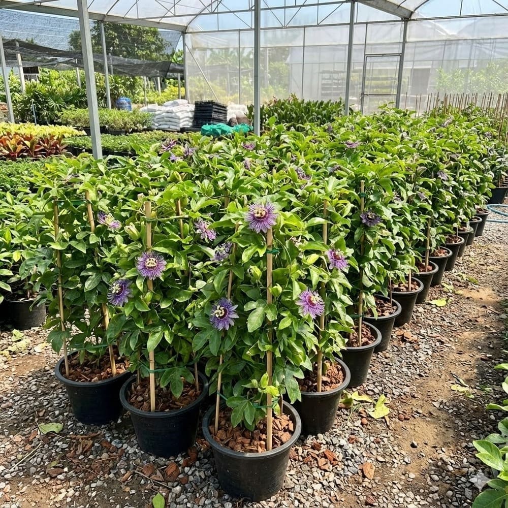 ต้นสร้อยฟ้า