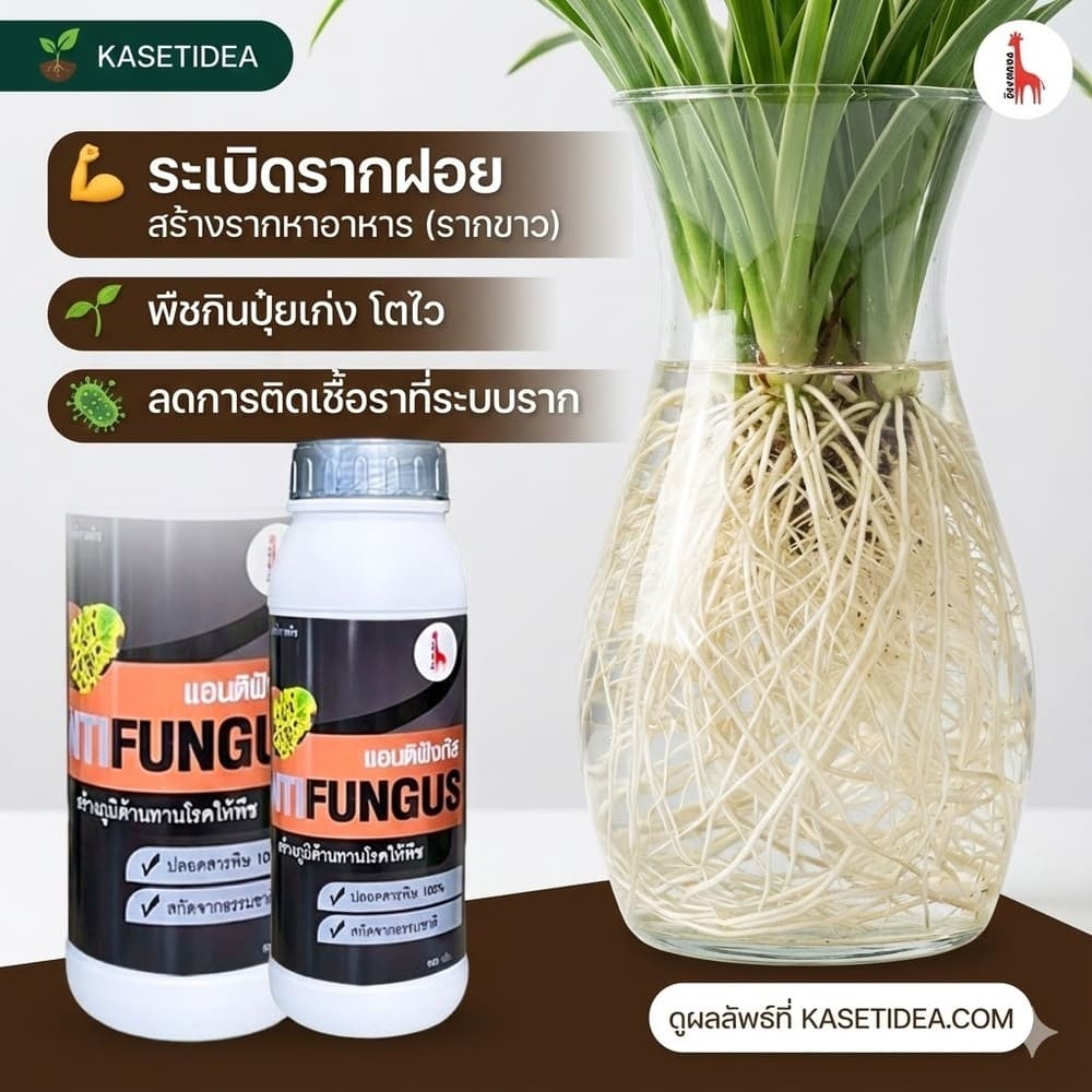 เร่งราก โกรว์รูธ จี-วัน