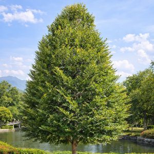 ต้นล่ำซำ