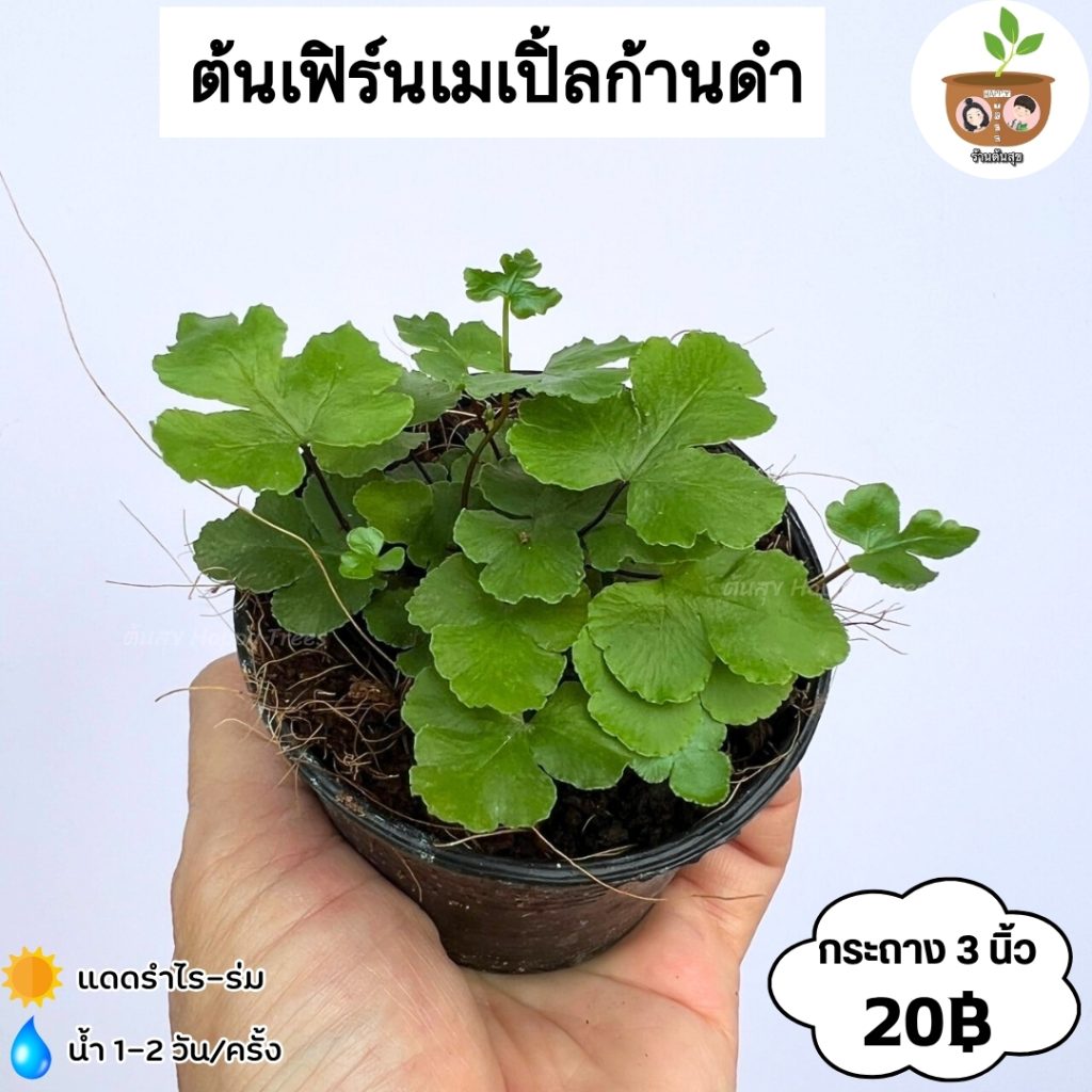 พอทอส (Pothos)