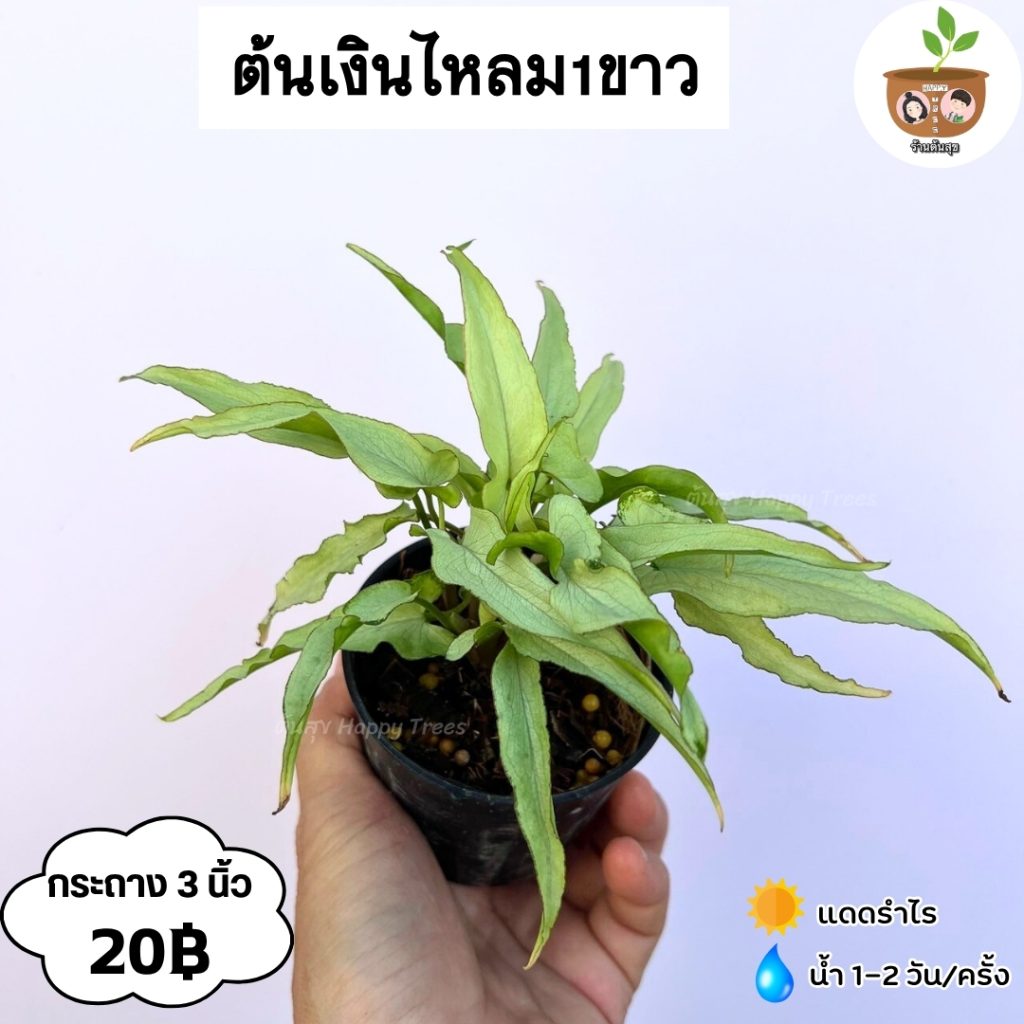 พอทอส (Pothos)