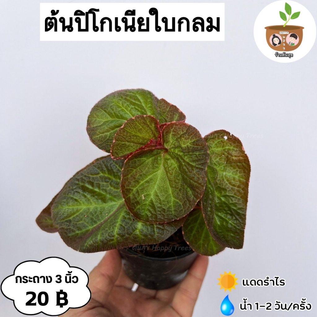 พอทอส (Pothos)