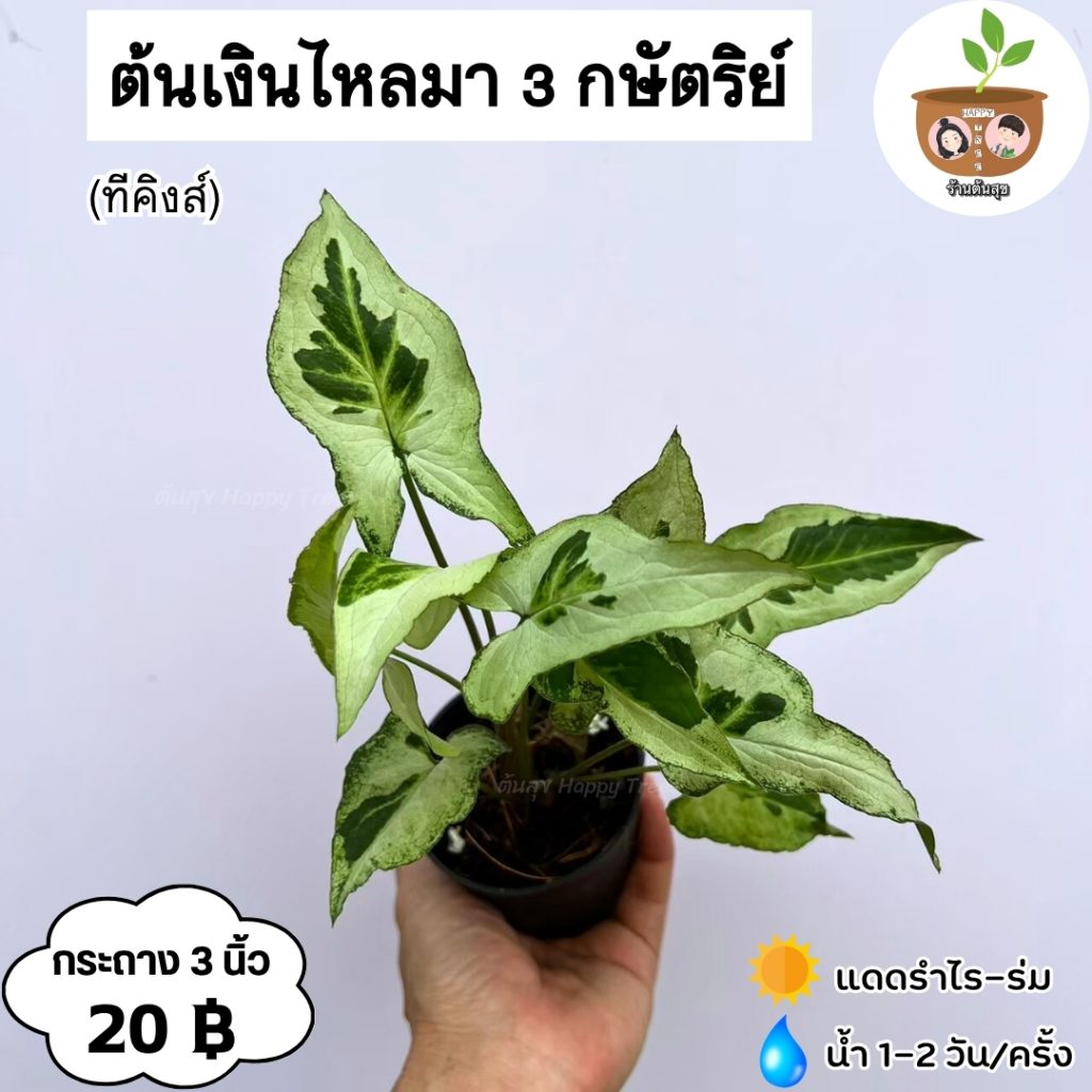 พอทอส (Pothos)
