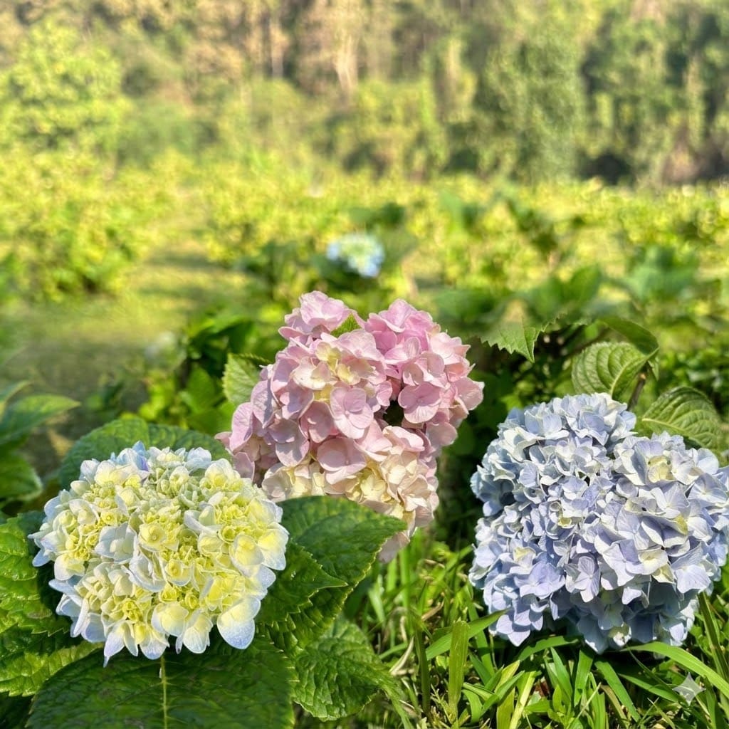 ไฮเดรนเยีย