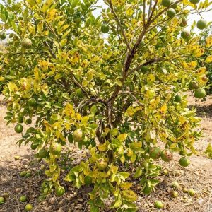 ภาพต้นมะนาวทั้งต้นแสดงอาการโรคแคงเกอร์รุนแรง ใบเหลืองมีแผลจุดสีน้ำตาล ผลมะนาวเป็นจุดตกกระและร่วงหล่นใต้ต้น