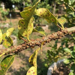 ลักษณะอาการโรคแคงเกอร์บนกิ่งมะกรูด มีแผลสะเก็ดสีน้ำตาลนูน แข็ง แห้ง เกาะตามกิ่งก้าน ทำให้กิ่งแห้งตาย