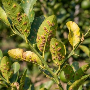 ภาพระยะใกล้ใบมะนาวที่เป็นโรคแคงเกอร์ แสดงอาการจุดแผลนูนสีน้ำตาลคล้ายขี้กลาก และมีวงสีเหลืองล้อมรอบชัดเจน