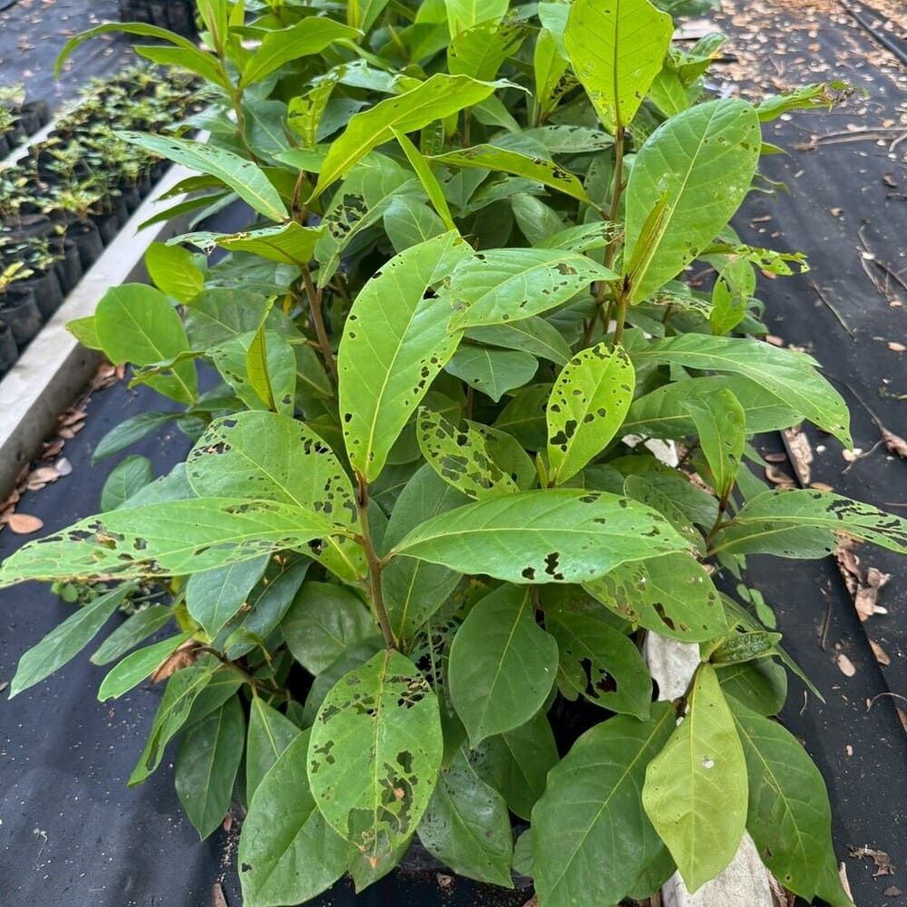 "ภาพกลุ่มต้นกล้าต้นหูกวางในเรือนเพาะชำ ใบมีรอยแมลงกัดกินเป็นรูพรุนจำนวนมาก