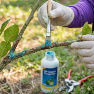 วิธีรักษาโรคแคงเกอร์มะนาว โดยการตัดแต่งกิ่งที่เป็นโรคออกไปเผาทำลาย เพื่อยับยั้งการระบาด