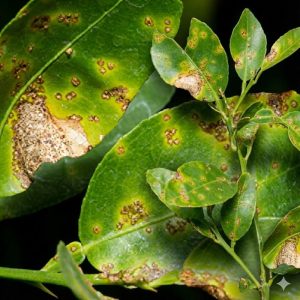 โรคแคงเกอร์ (Citrus Canker) สาเหตุ อาการ วิธีรักษาและป้องกัน