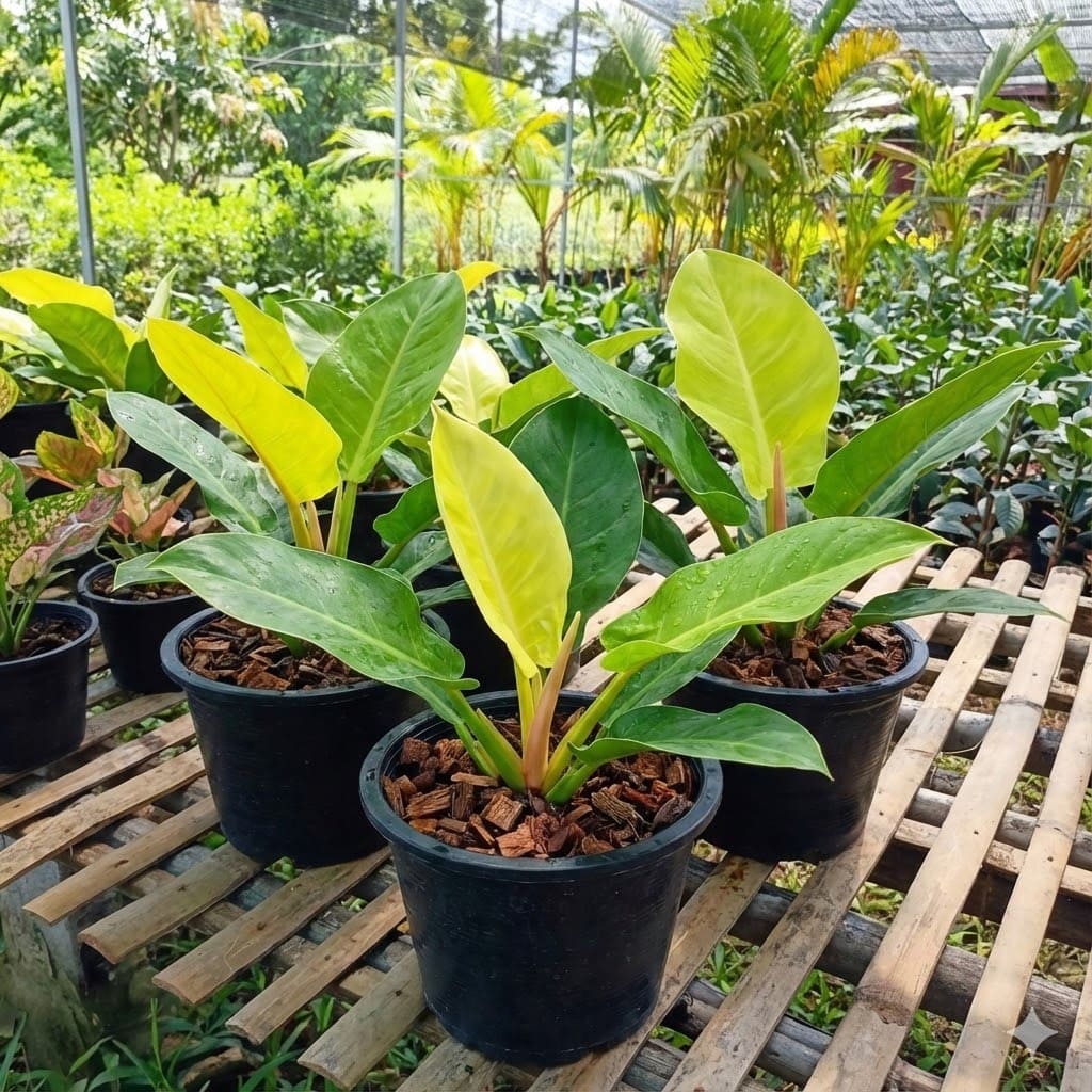 ต้นกุมารเรียกทรัพย์