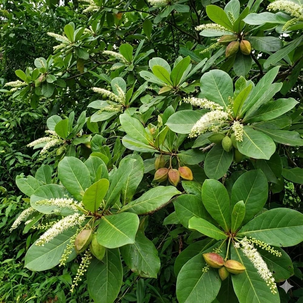 ต้นหูกวาง