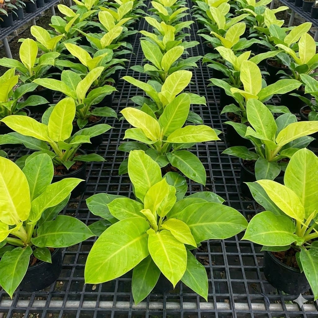 ต้นกุมารเรียกทรัพย์