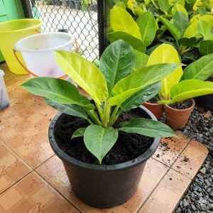 ต้นกุมาร เรียกทรัพย์