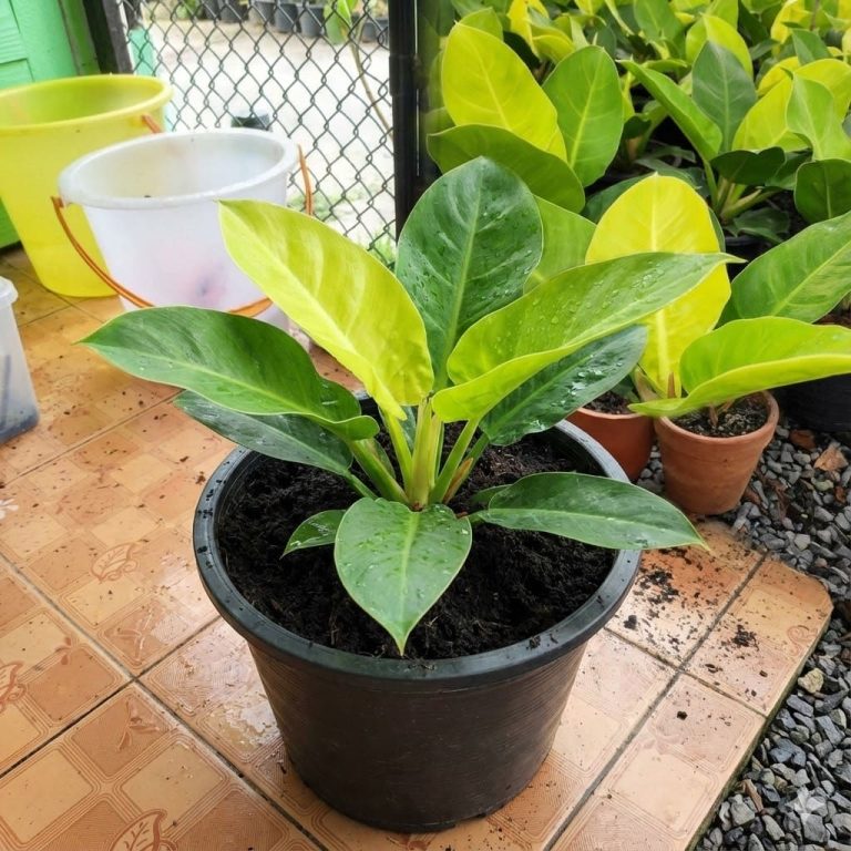 ต้นกุมารเรียกทรัพย์