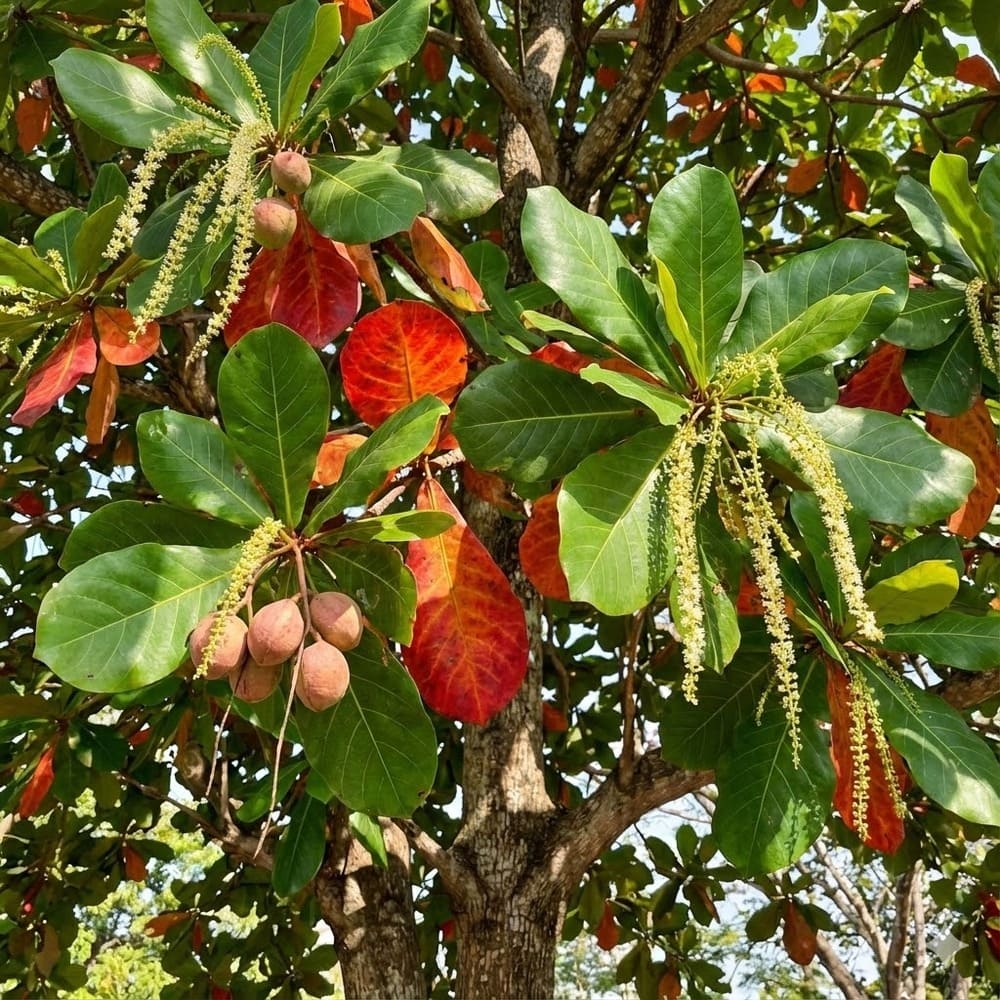 ต้นหูกวาง