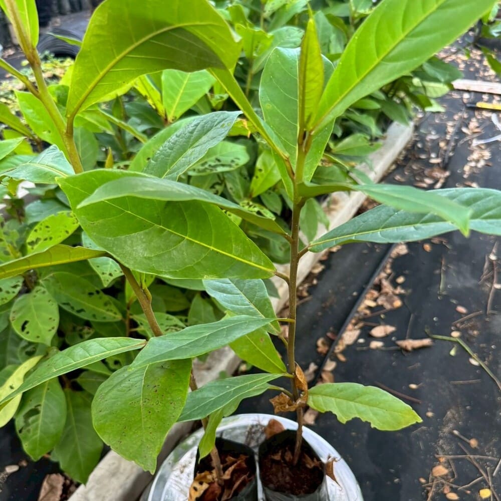 ต้นหูกวาง