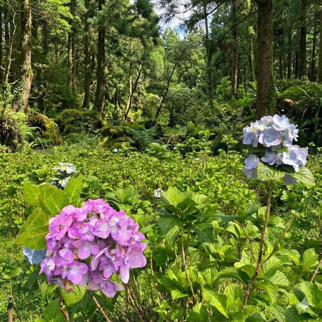 ไฮเดรนเยีย