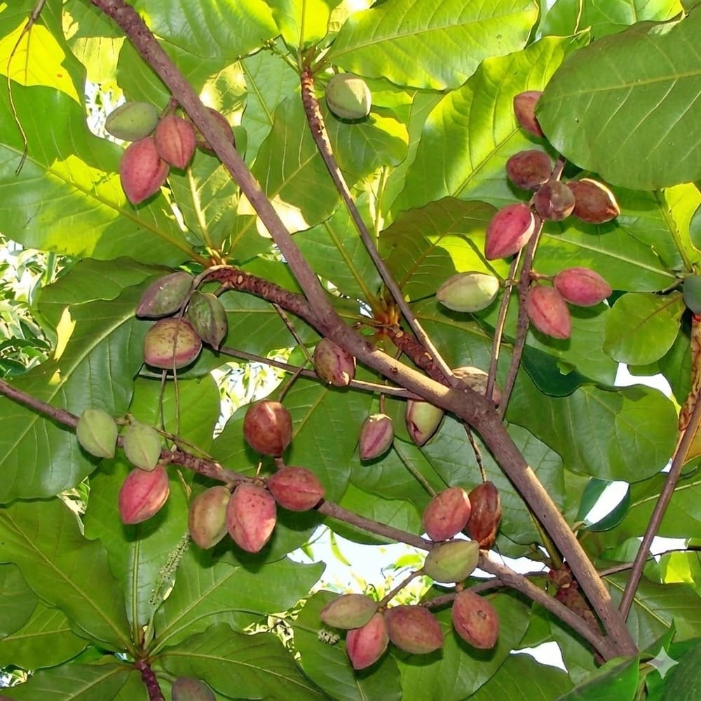 ต้นหูกวาง