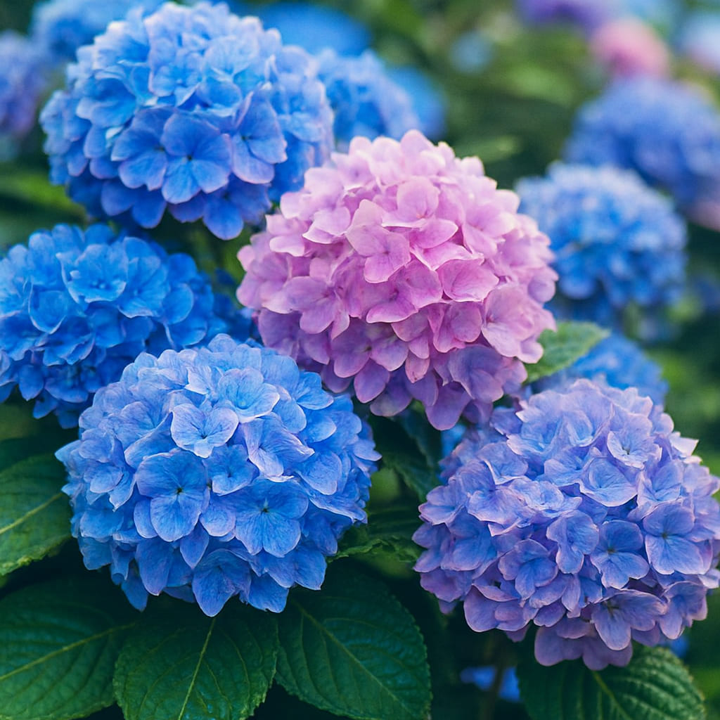 ไฮเดรนเยีย