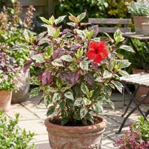 ต้นชบาด่างใบสามสี เขียว ขาว ชมพู พร้อมดอกสีแดง ปลูกในกระถางดินเผา