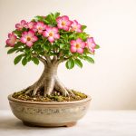 ต้นชวนชม Adenium ดอกสีชมพูบานสะพรั่ง โขดอวบใหญ่ในกระถางเซรามิก