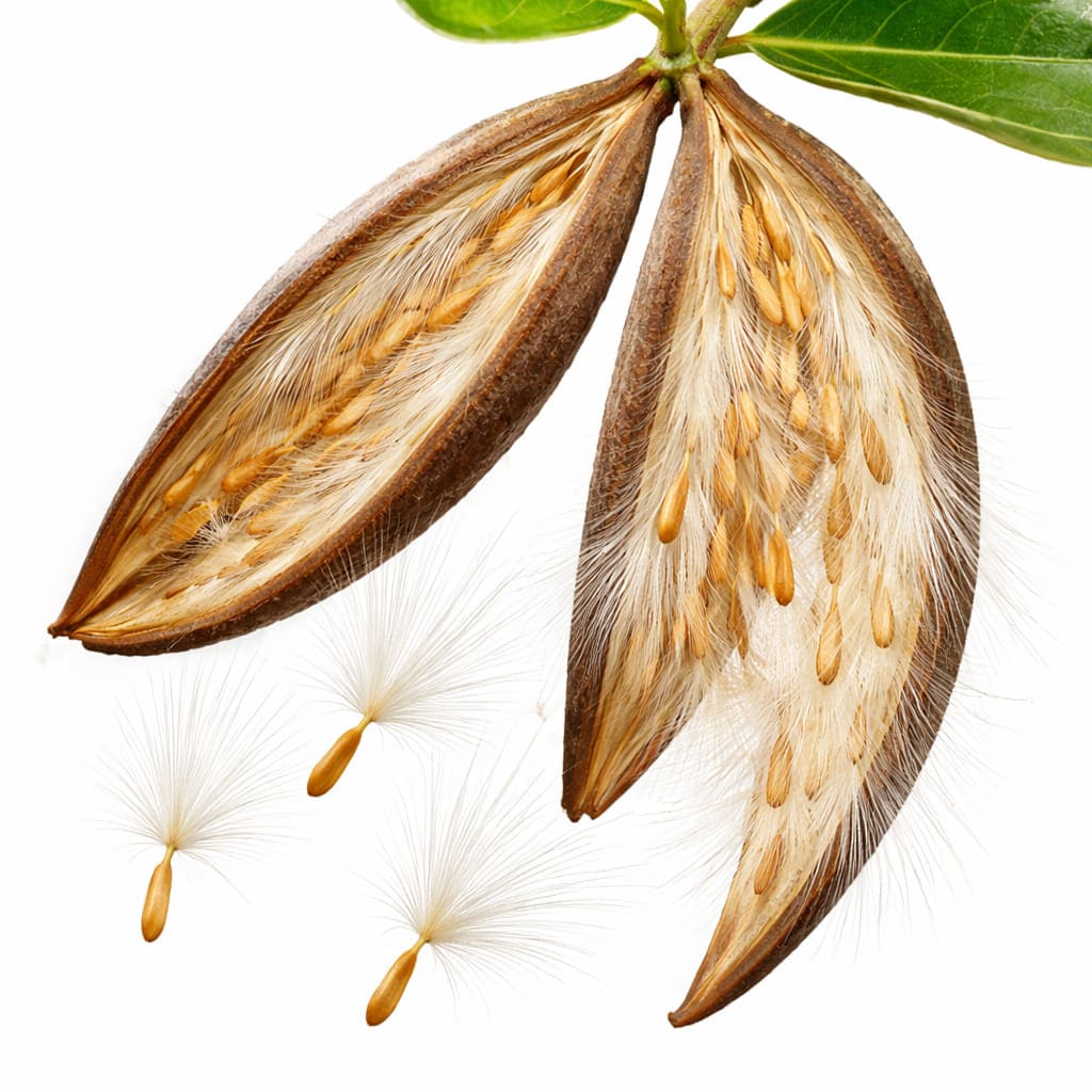 ฝักเมล็ดชวนชมแตกออก เมล็ดมีขนปุยสีขาวพร้อมปลิวตามลม