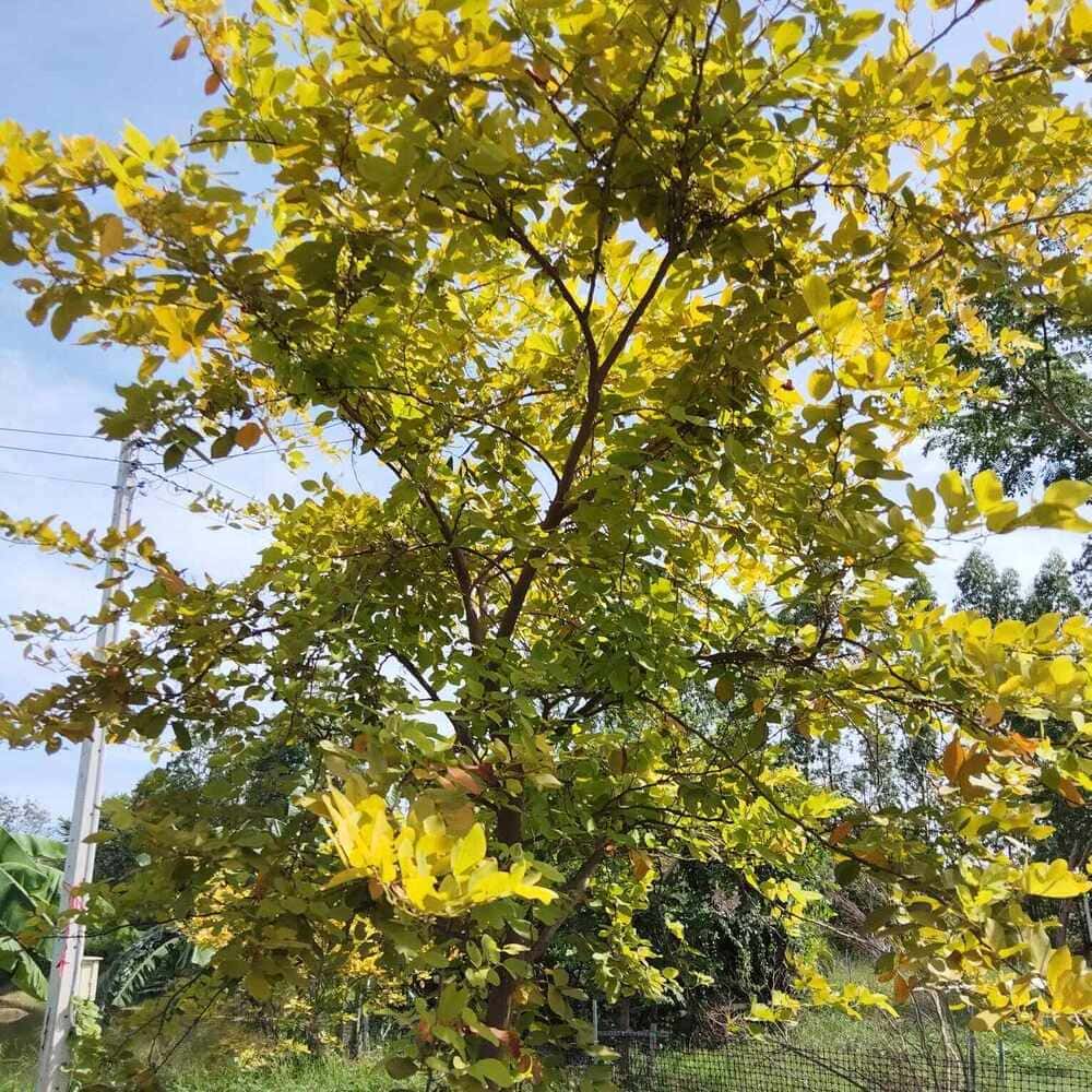 ทองนพเก้า (ชะแมบทอง)