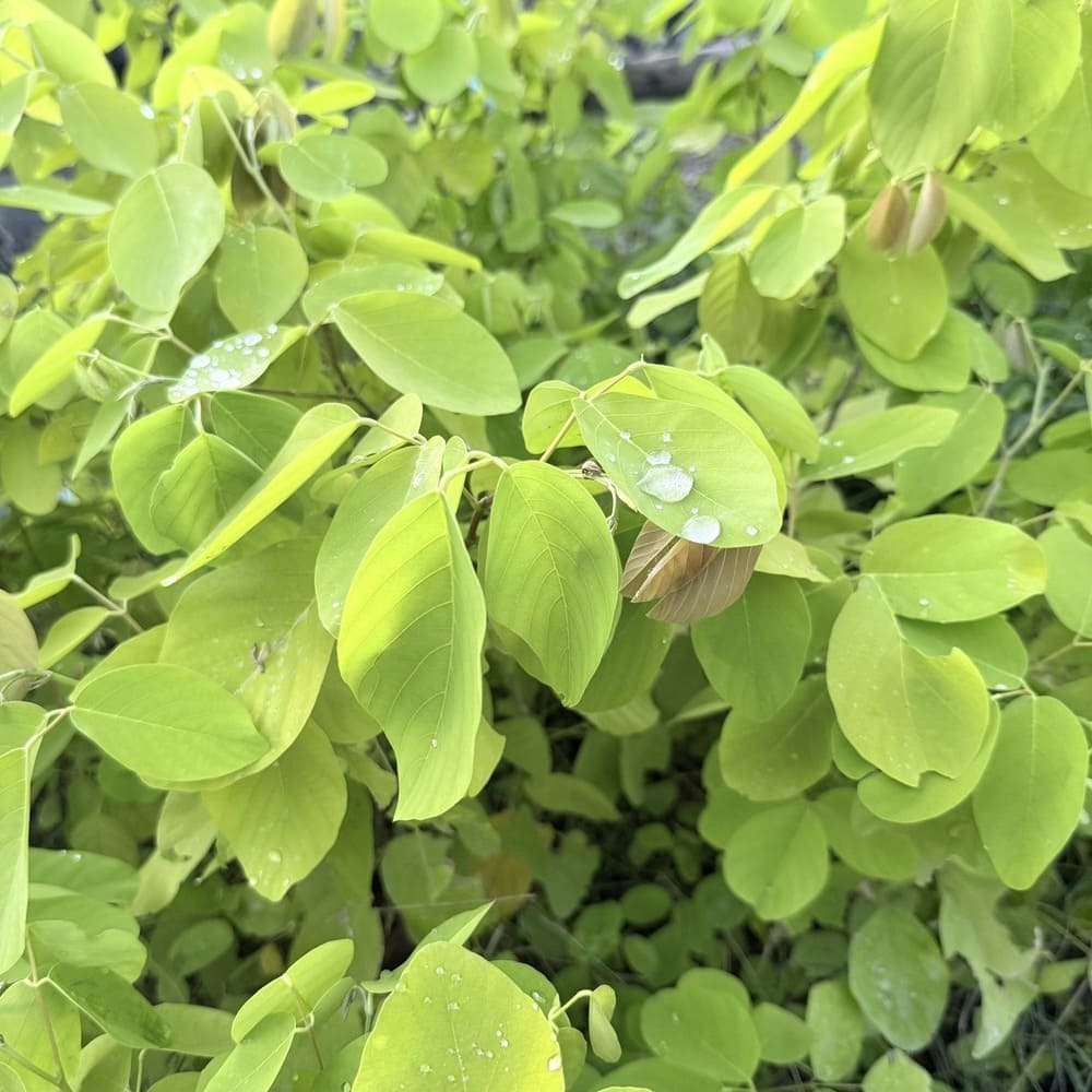 ทองนพเก้า (ชะแมบทอง)