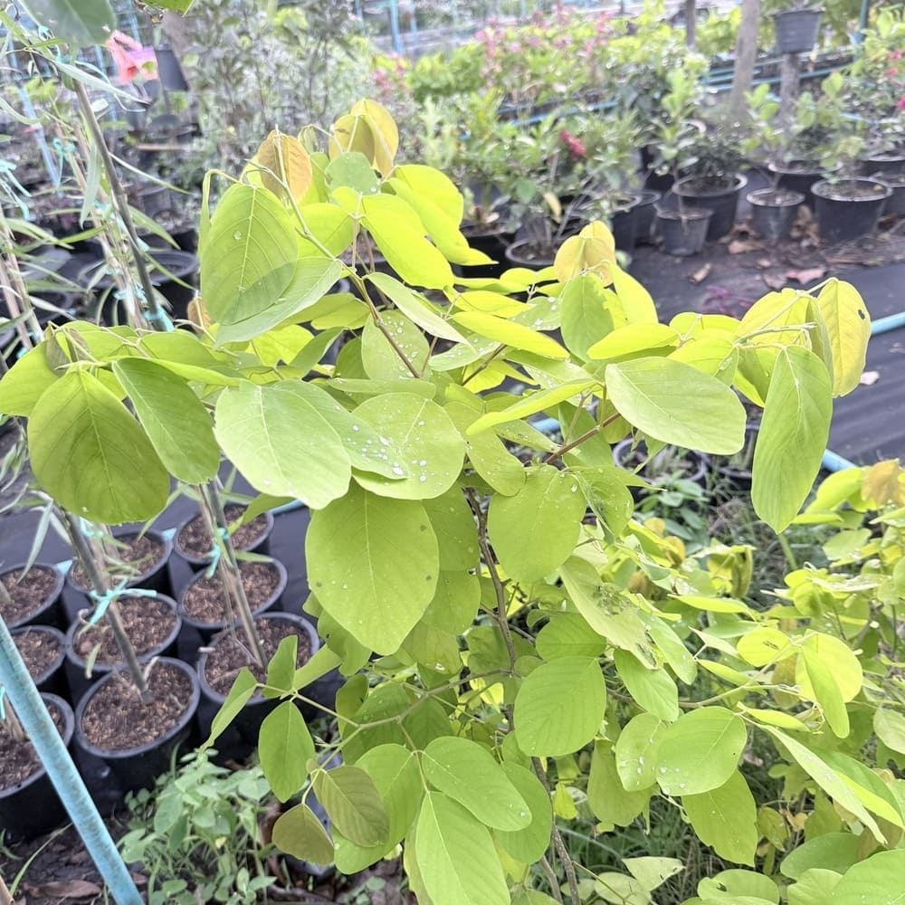 ทองนพเก้า (ชะแมบทอง)