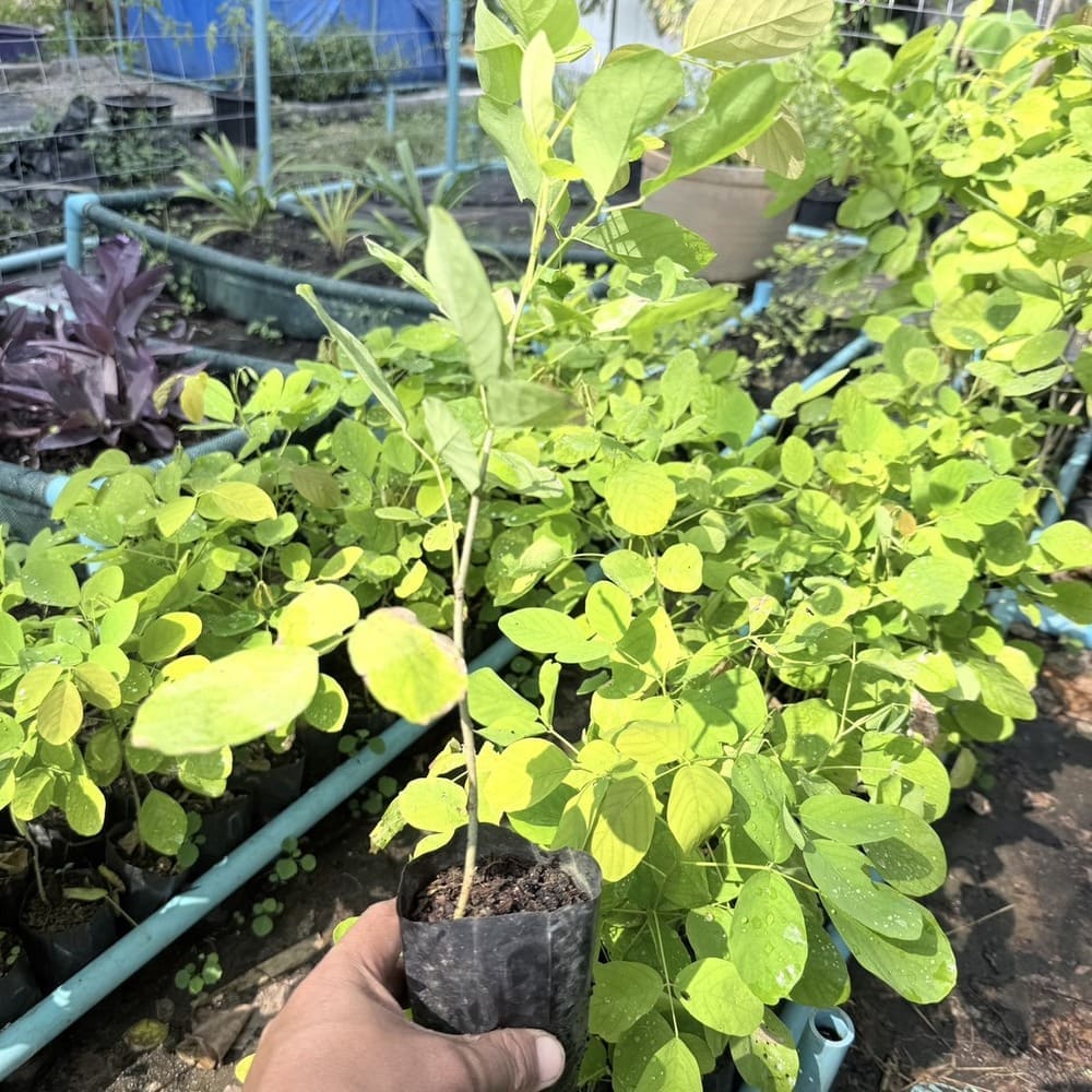 ทองนพเก้า (ชะแมบทอง)