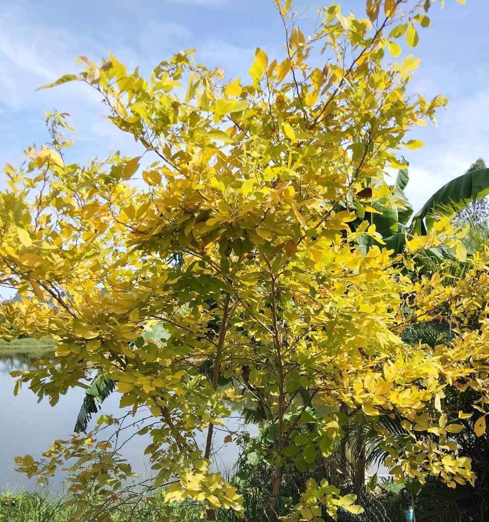 ทรงพุ่มต้นทองนพเก้าที่สมบูรณ์ ใบสีเหลืองสว่าง เหมาะสำหรับจัดสวนกลางแจ้ง