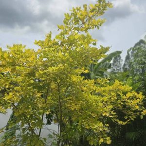 ทองนพเก้า (ชะแมบทอง)