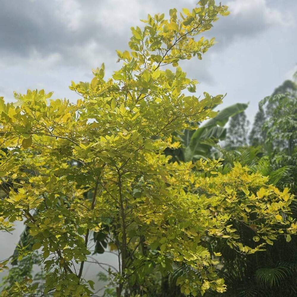 ต้นทองนพเก้าต้นใหญ่ ใบสีเหลืองทองอร่าม ปลูกริมน้ำช่วยเสริมฮวงจุ้ยและตกแต่งสวน