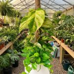 ต้นพลูด่างใบด่างขาว (Marble Queen) ลายสวยตัดสีเขียว พุ่มแน่นในกระถางดินเผา วางตกแต่งบนโต๊ะไม้ในสวน