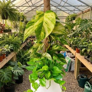 ต้นพลูด่าง