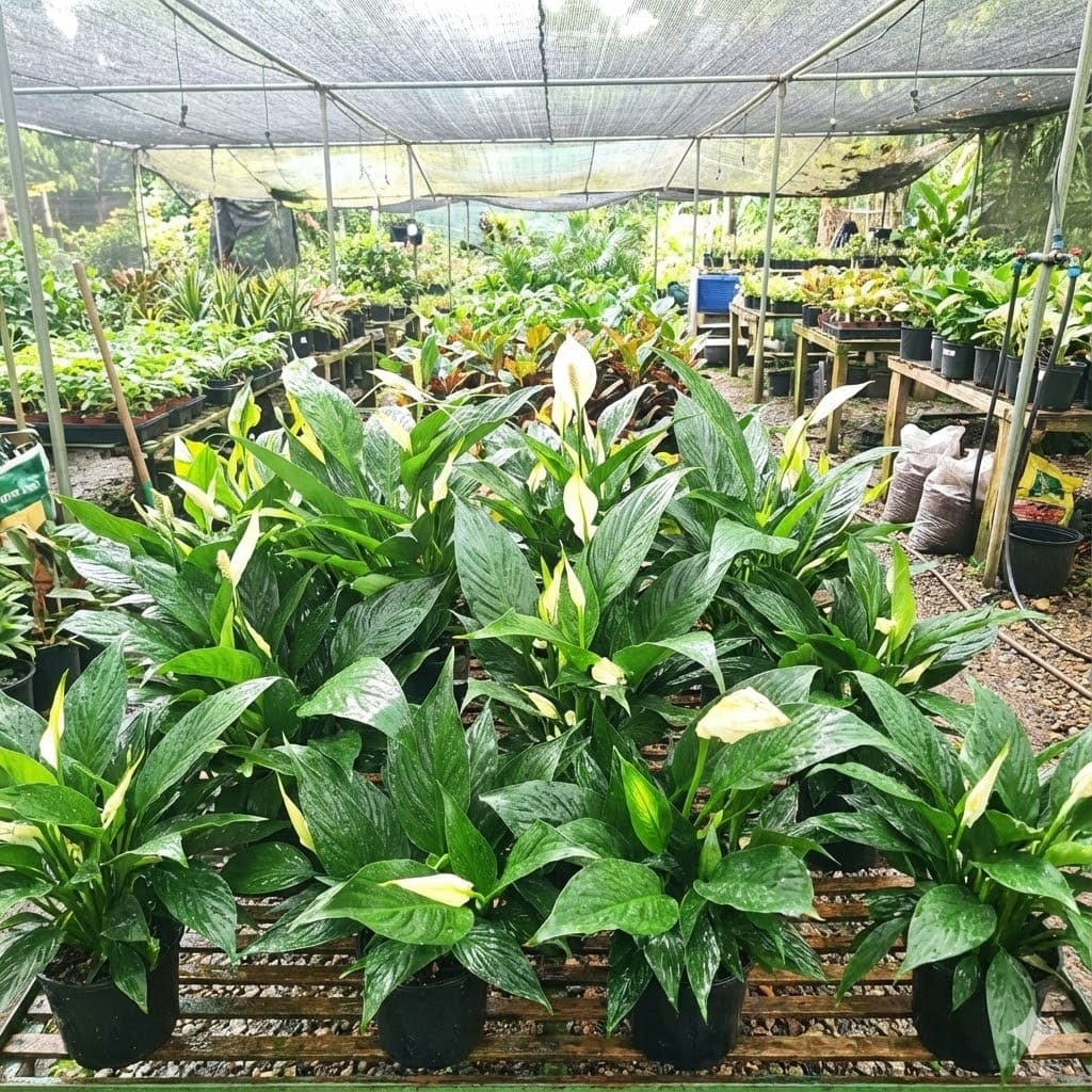 ต้นเดหลี