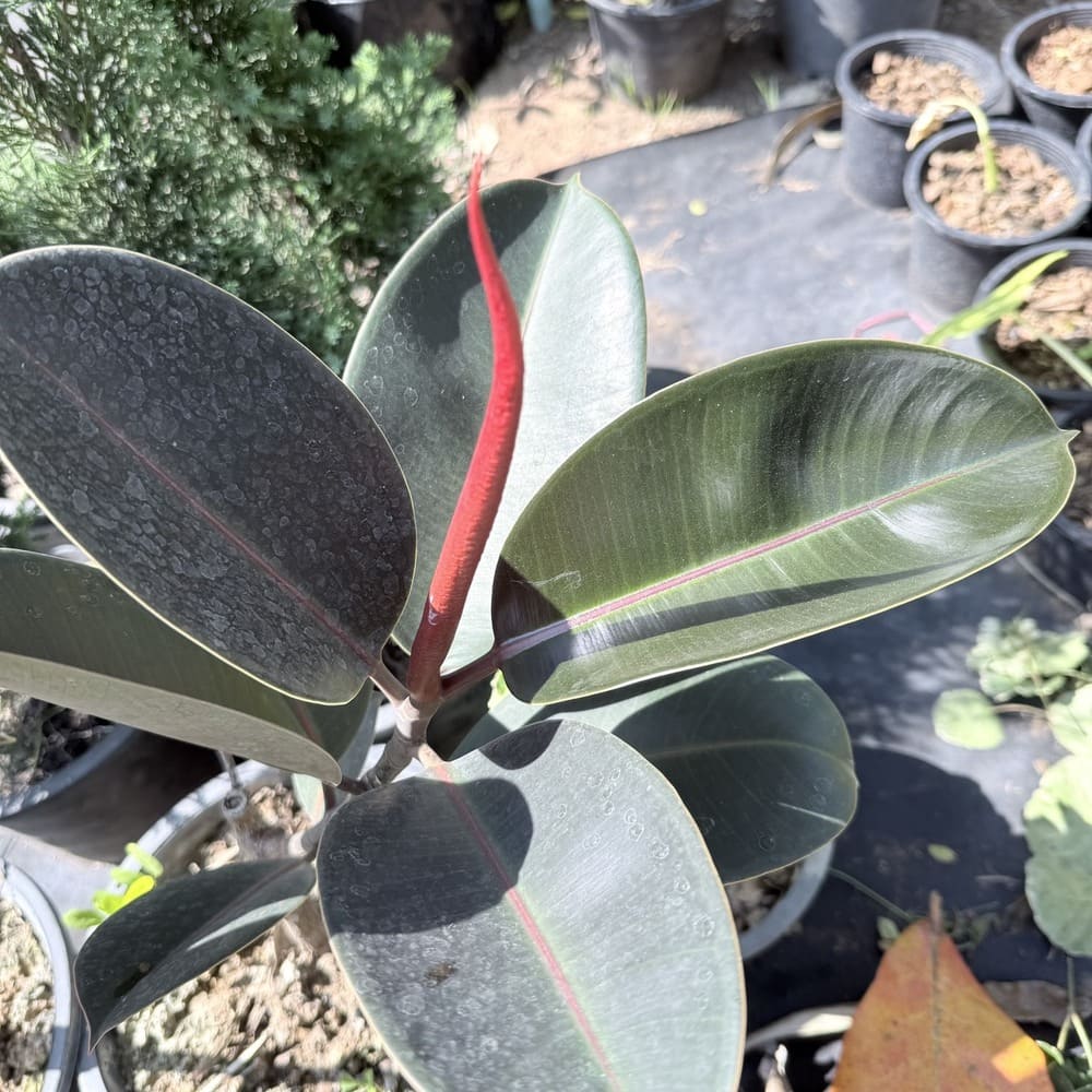 ยางอินเดีย