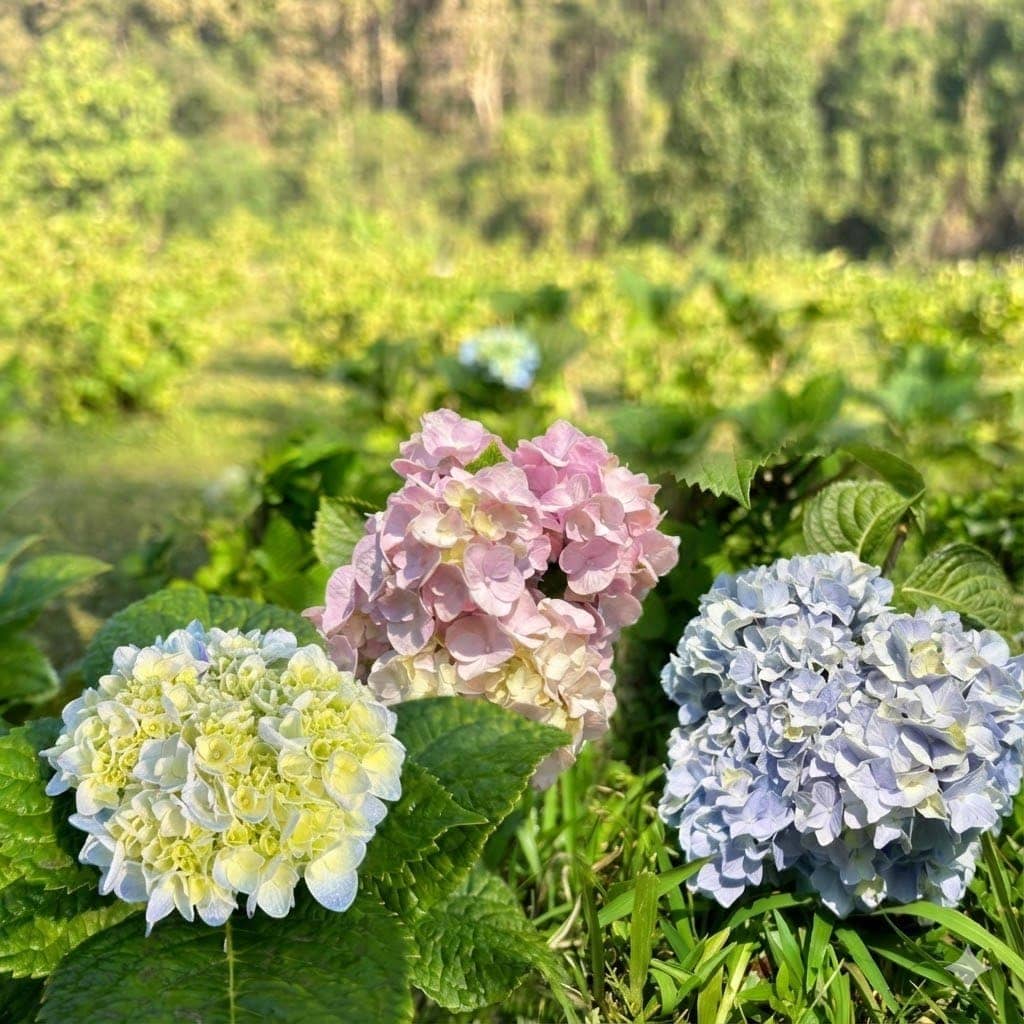 ไฮเดรนเยีย