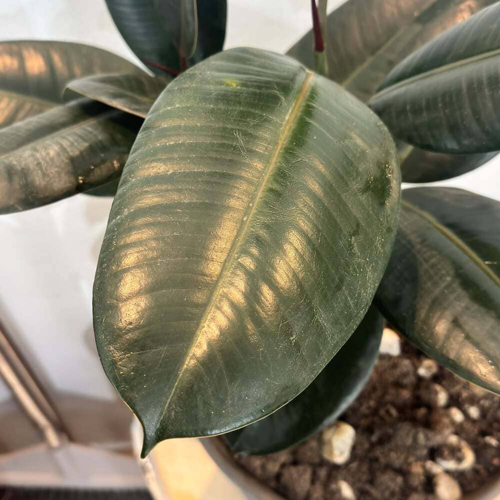 ใบยางอินเดีย