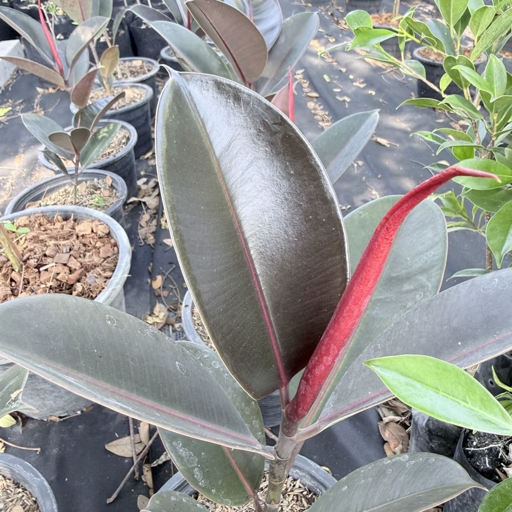 ต้นยางอินเดีย