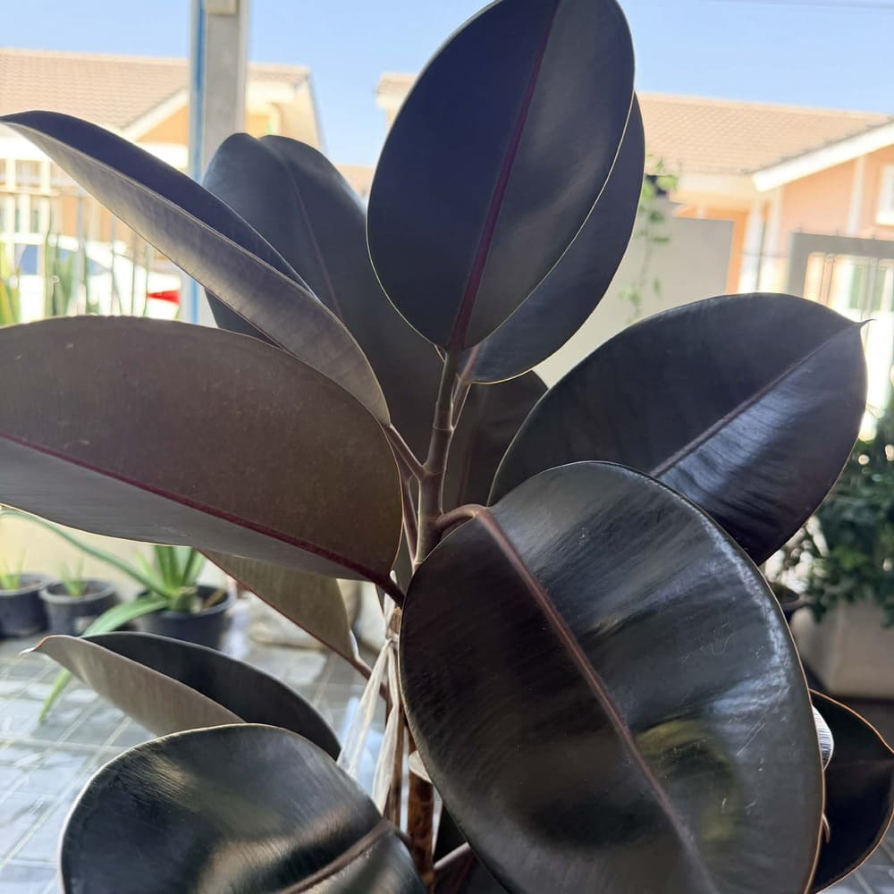 ต้นยางอินเดีย